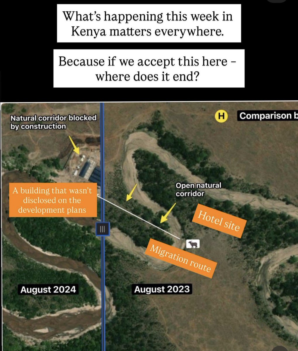 Nyandia_G's tweet image. So, we need to talk about The Mara and what’s happening there. 
It began with a fence in the Maasai Mara.
Where elephants once crossed freely, a luxury lodge now stands.
They called it a “front-row seat to the Great Migration.”
But what happens when the front row becomes the…