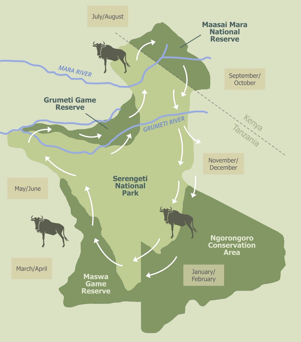 Nyandia_G's tweet image. So, we need to talk about The Mara and what’s happening there. 
It began with a fence in the Maasai Mara.
Where elephants once crossed freely, a luxury lodge now stands.
They called it a “front-row seat to the Great Migration.”
But what happens when the front row becomes the…
