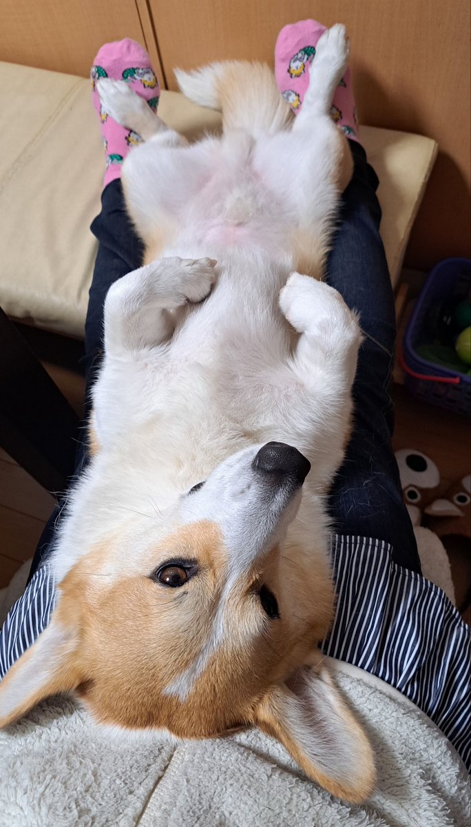 コジとしんのかぁしゃん(kazu) (@0326Zu) / Posts / X