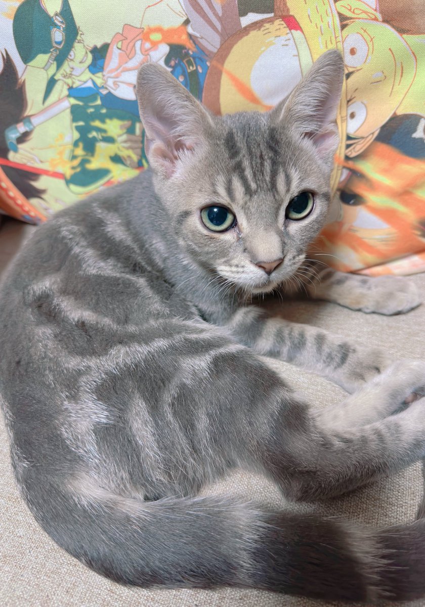 つぅ@歌唱依頼はDM orメールにて! (@red6915) / Posts / X