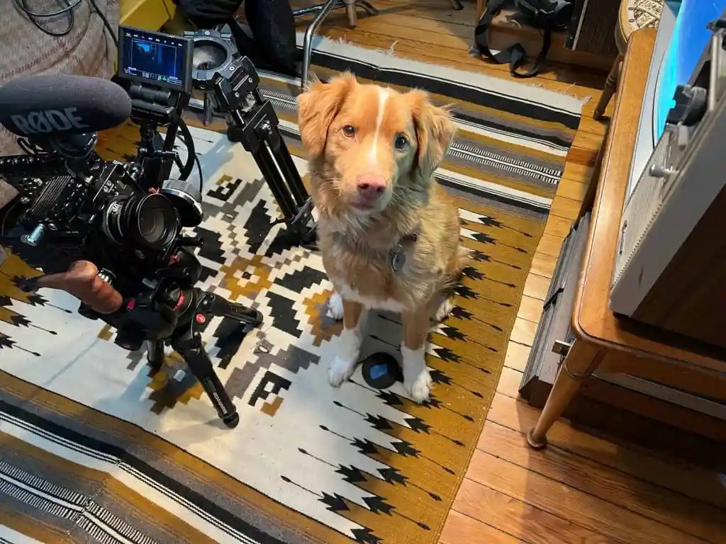 Глазами пса - собакен смотрит на увядания хозяина, окружённого призраками
С одной стороны студийного лоска не хватило,с другой - 3 года снимать своего пёселя и сделать кино можно было только таща на себе
Вышел типичный артхаус-хоррор. Но с умилительным потрясающим ГГ. Стоило того