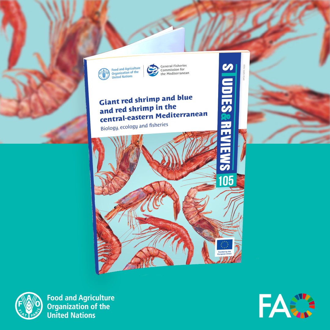 New from <a href="/UN_FAO_GFCM/">General Fisheries Commission for the Mediterranean</a> 🦐

A study on giant red &amp; blue &amp; red shrimp, key deep-water species in the central Mediterranean.

It compiles data to guide adaptive, sustainable management.

Check it out 👉 doi.org/10.4060/cd4916…

#BlueTransformation #SustainableFisheries