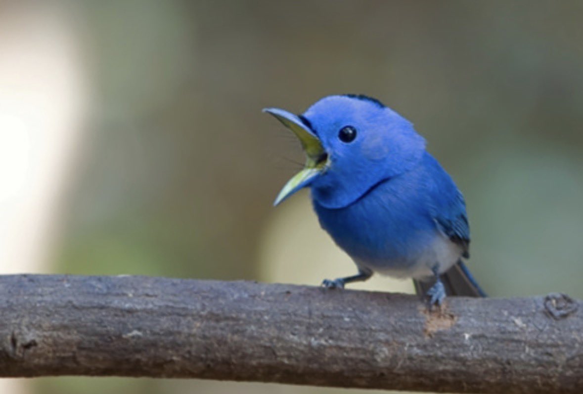 bumpper's tweet image. I really hope that people see me as less of just a Twitter account, and more of a father figure.