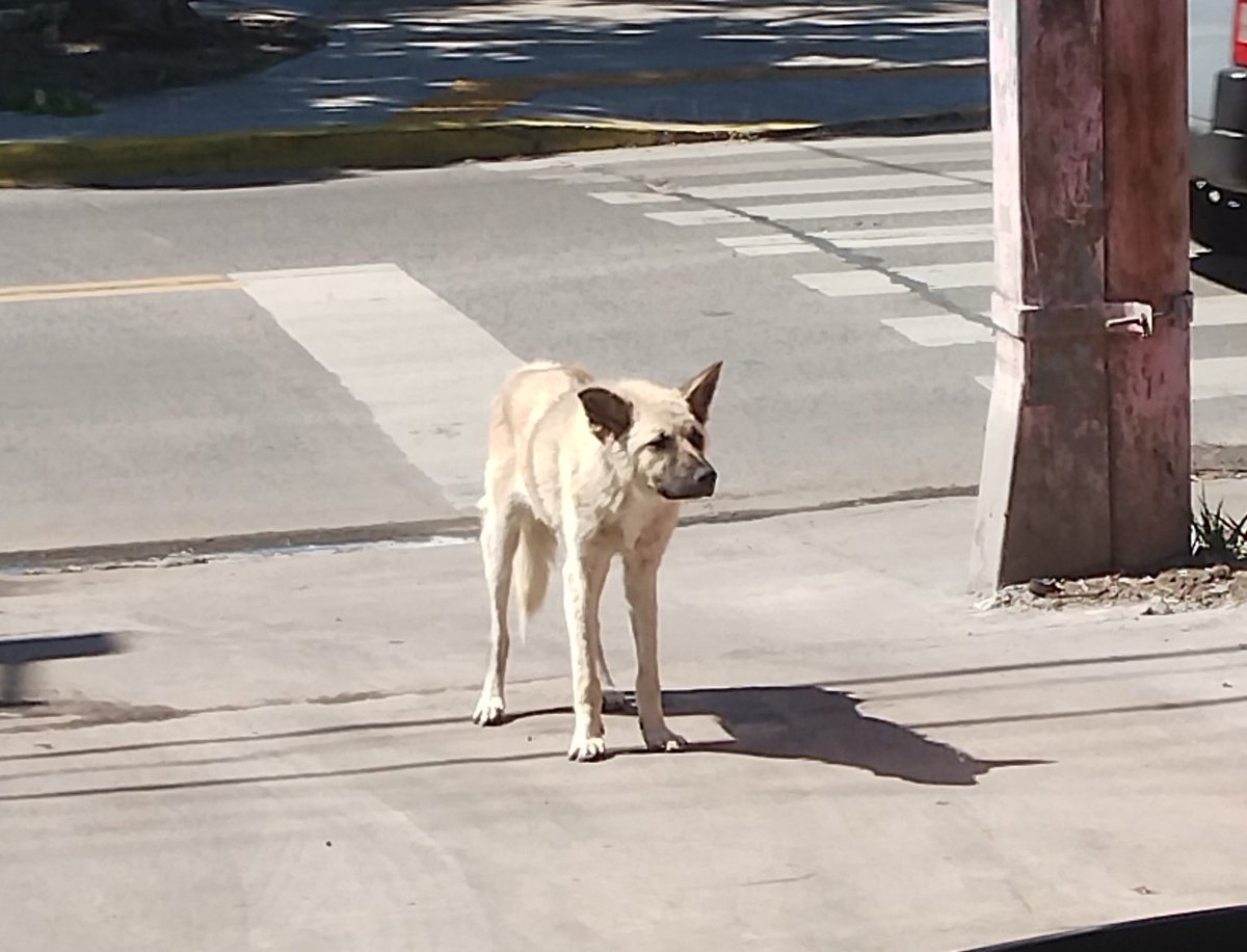zephyrxnthes's tweet photo. estoy hace días pensando en llevarmelo porque está flaco, tambaleando, se le está cayendo el pelo y encima ayer me contaron que lo tiraron de un auto 😭😭😭😭 tengo el corazón roto necesito volverme millonaria lo antes posible para poder llevarme perritos callejeros https://t.co/RTJqAgPqkd