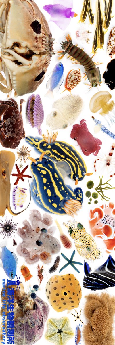 でんか (@K_theHermit) / Posts / X でんか (@K_theHermit) / Posts / X