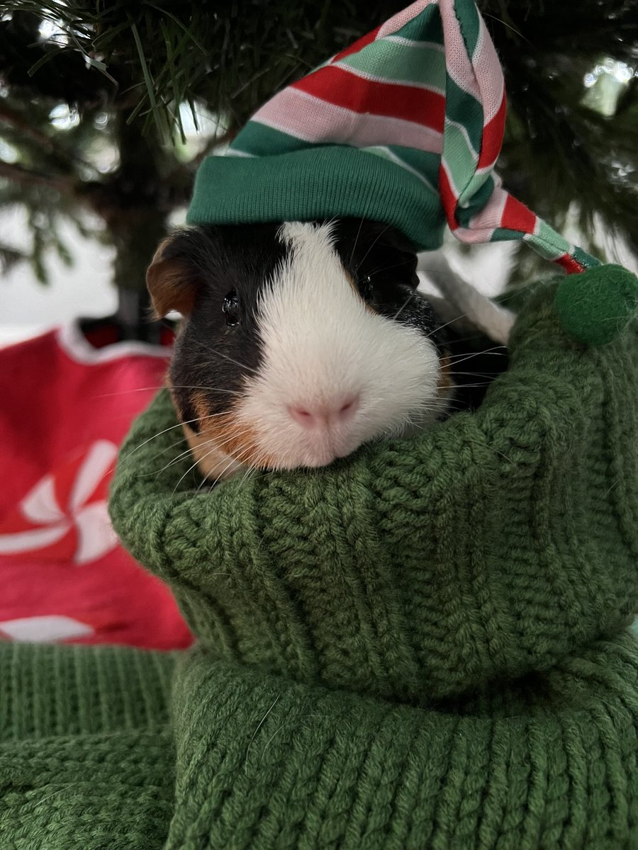 We lost Willow yesterday. Sweet dreams little bean, we love you.