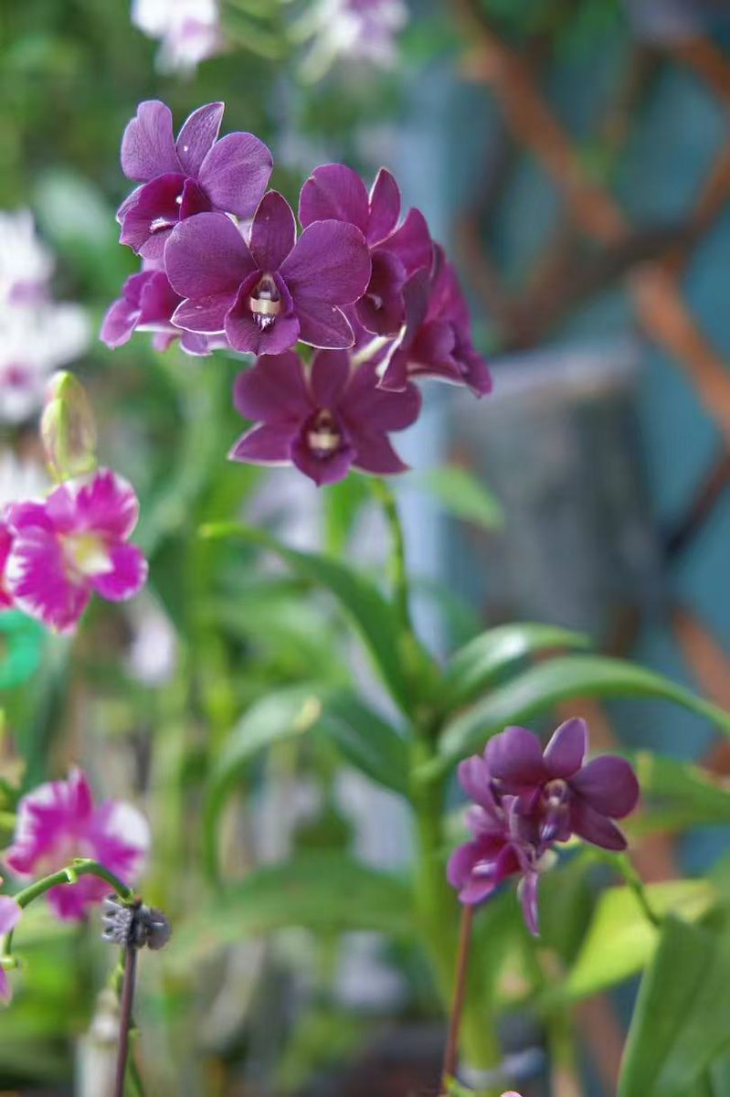 Jade9291's tweet photo. Beautiful flowers https://t.co/92eho05xKV