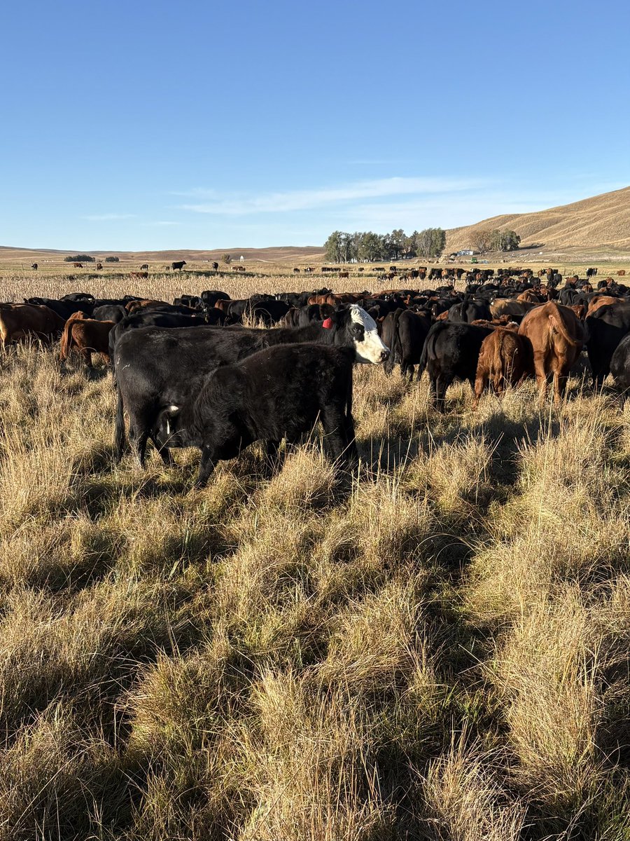 Soggy calf szn 

Wine Glass #easykeepers #baldiechat