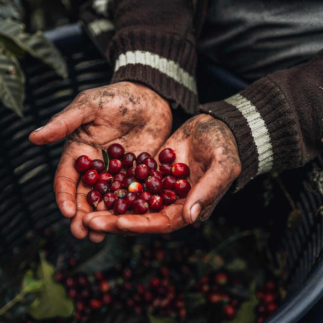 ☕Enjoy 25% off your favorite beans and help us clear the shelves! Hurry, new harvest arriving 🌱 👉LET'S CLEAR THE SHELVES! more on volcanicacoffee.com.

USE CODE: CLEAR25 
Offer valid Nov. 5 – Nov. 9.
Not valid on subscriptions.

#coffee #volcanicacoffee #coffeelovers