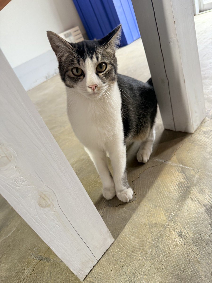 HERT_bandage's tweet photo. ネコちゃん貰い受けてくれる方おりませんか？
5月に産まれた子猫ちゃんで、前橋の知り合いの会社に居着いている野良猫ちゃんらしいのですが。
親猫ちゃんはいなくなってしまったらしく、知り合いのところで面倒見てる感じだそうです。
気になる方おられましたら、コメントかDMください🙏🐱 https://t.co/BUHWSUEmTo
