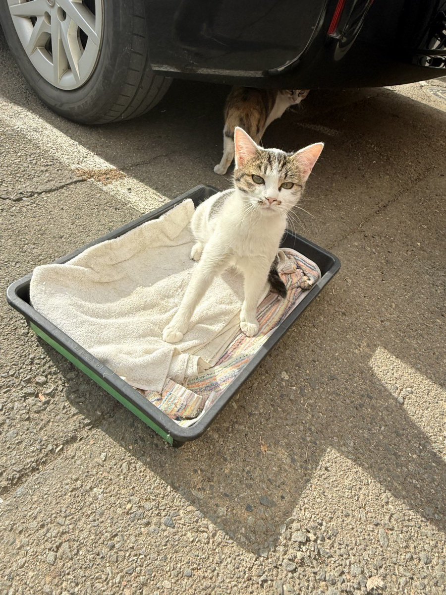 HERT_bandage's tweet photo. ネコちゃん貰い受けてくれる方おりませんか？
5月に産まれた子猫ちゃんで、前橋の知り合いの会社に居着いている野良猫ちゃんらしいのですが。
親猫ちゃんはいなくなってしまったらしく、知り合いのところで面倒見てる感じだそうです。
気になる方おられましたら、コメントかDMください🙏🐱 https://t.co/BUHWSUEmTo