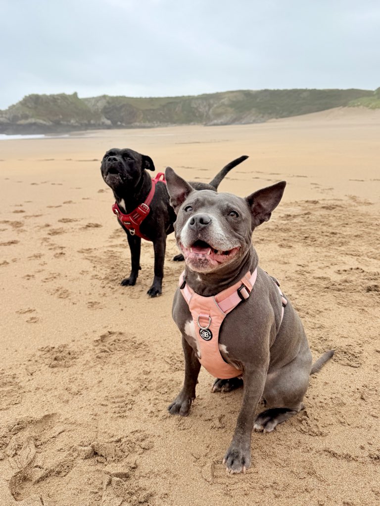 This is Mum’s favouritest beach in Wales. We love it too 🏴󠁧󠁢󠁷󠁬󠁳󠁿 ❤️❤️❤️ #Frisa #FrankAndIsa #BroadHavenSouth <a href="/JulesAllenxx/">Baby Frank & his teddy, Edward 🧸🏴󠁧󠁢󠁷󠁬󠁳󠁿</a>