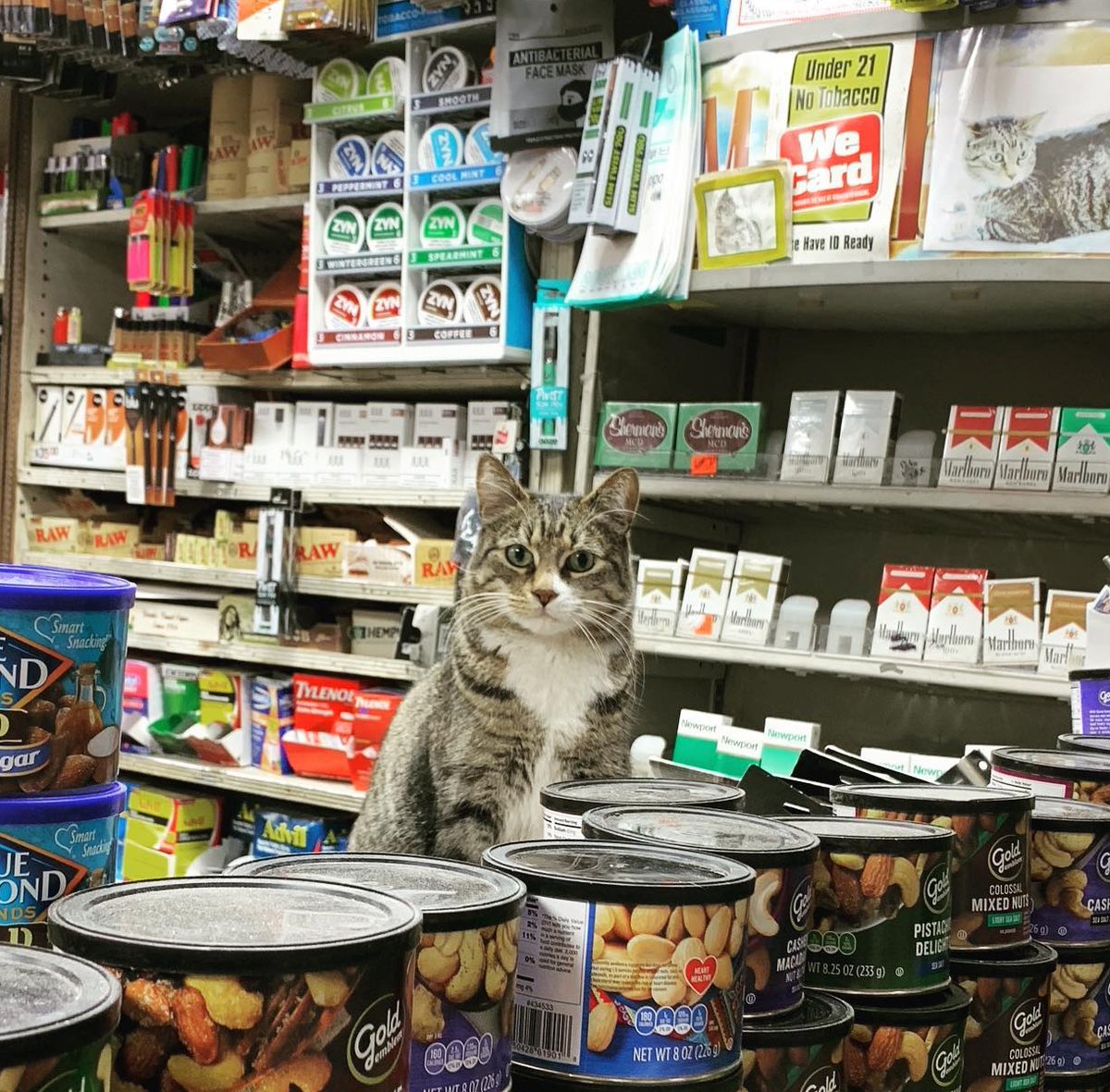 New York bodega cat is a little tired this morning. She was out celebrating last night with her posse.