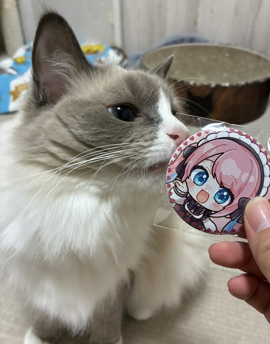 ひなぴよ🐣❕ (@piyopiyo_1125) / Posts / X