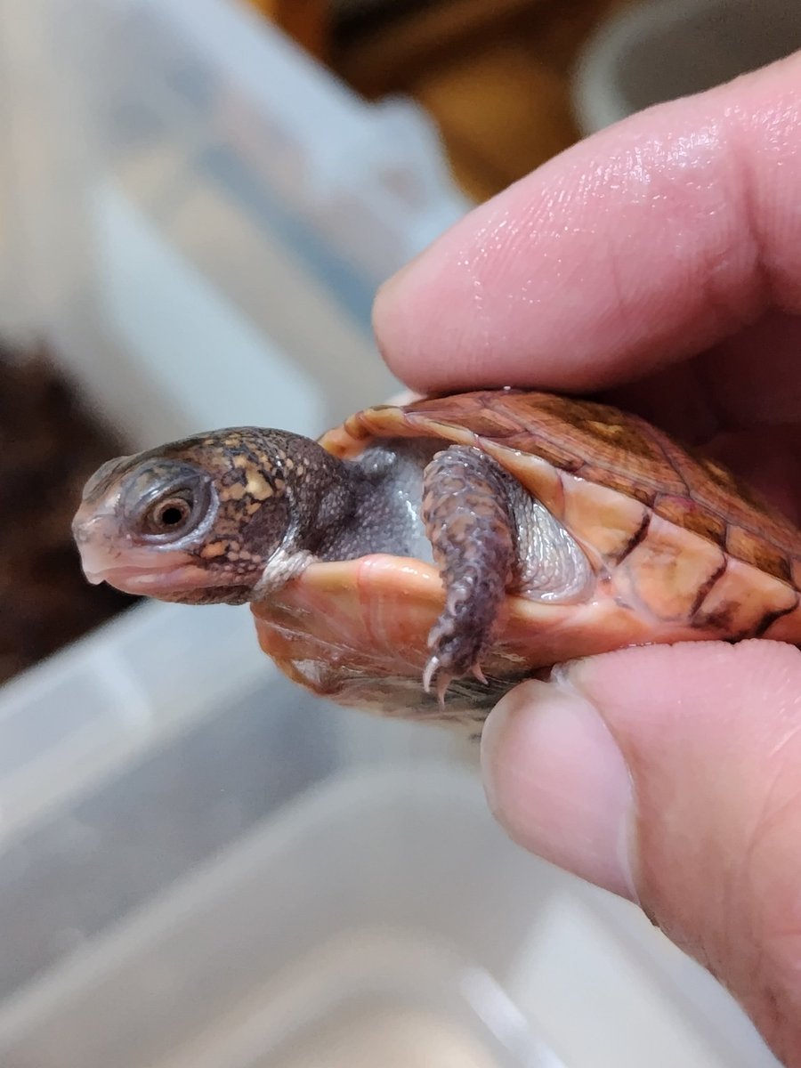 34_wgnc's tweet image. 赤みの強い将来有望なレッドマーク血統のベビーです。
4枚目は母親です。　(^⁠_⁠^)
#トウブハコガメ 
#Easternboxturtle 
#Terrapenecarolinacarolina 
#burikura