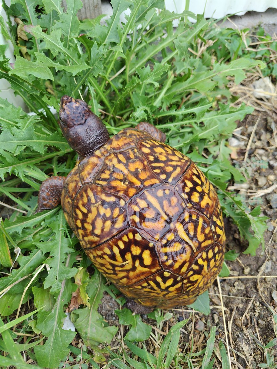 34_wgnc's tweet image. 赤みの強い将来有望なレッドマーク血統のベビーです。
4枚目は母親です。　(^⁠_⁠^)
#トウブハコガメ 
#Easternboxturtle 
#Terrapenecarolinacarolina 
#burikura