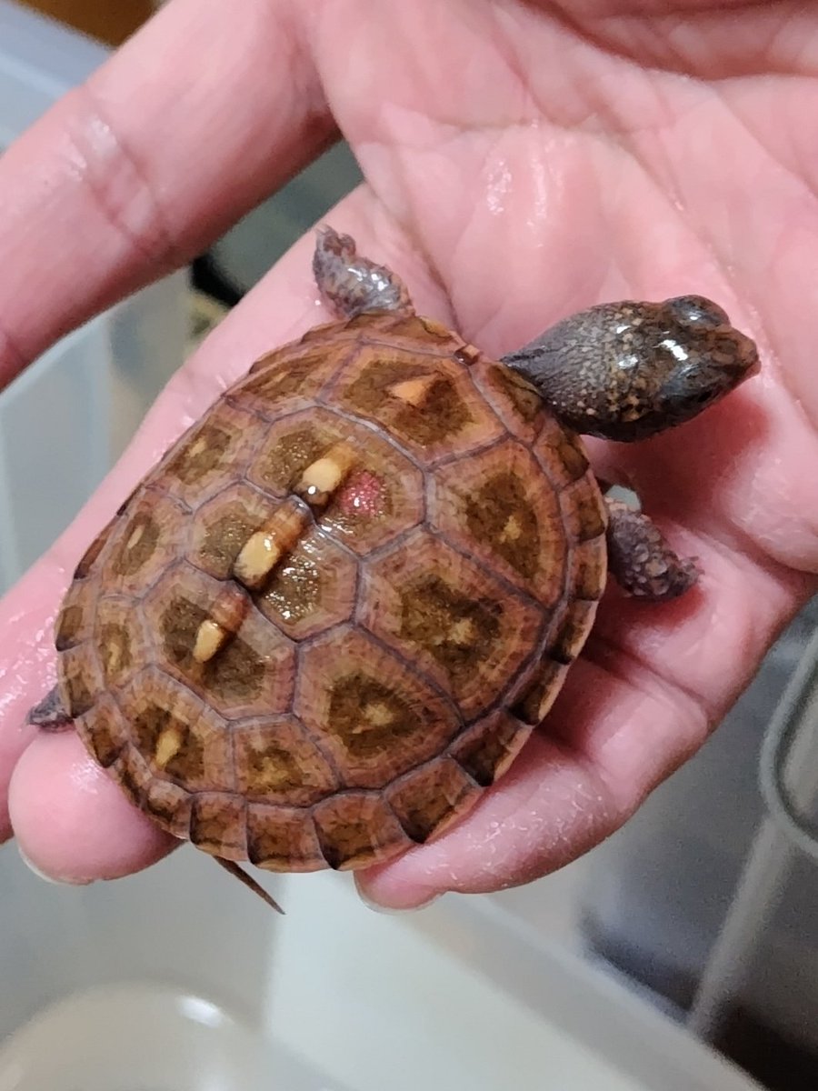 34_wgnc's tweet image. 赤みの強い将来有望なレッドマーク血統のベビーです。
4枚目は母親です。　(^⁠_⁠^)
#トウブハコガメ 
#Easternboxturtle 
#Terrapenecarolinacarolina 
#burikura