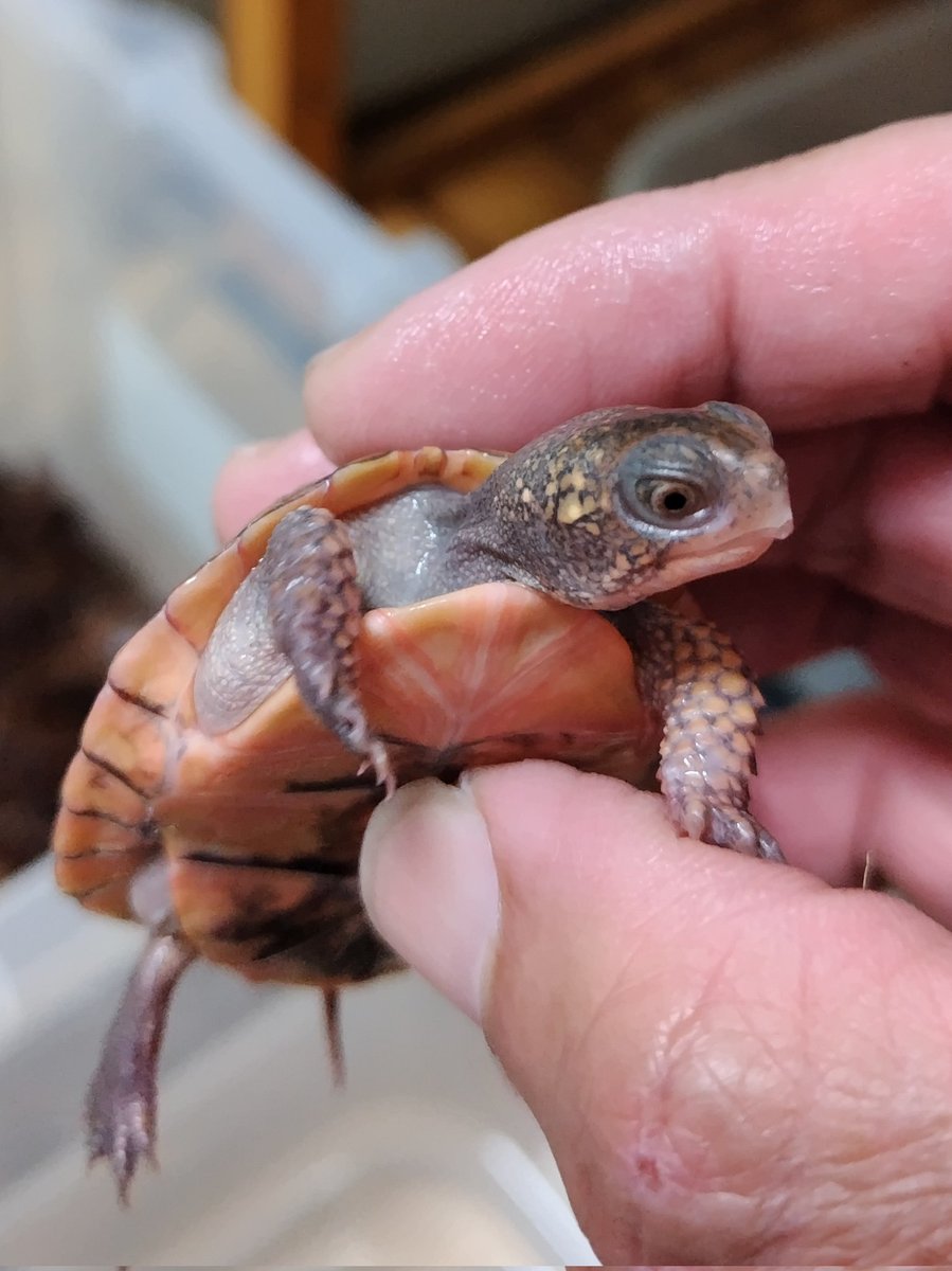 34_wgnc's tweet image. 赤みの強い将来有望なレッドマーク血統のベビーです。
4枚目は母親です。　(^⁠_⁠^)
#トウブハコガメ 
#Easternboxturtle 
#Terrapenecarolinacarolina 
#burikura