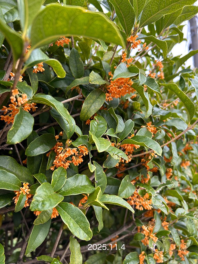 terumiweb's tweet image. 昨日の金木犀。お庭の垣根沿いにある金木犀の花が今年は2回咲きました。いい香り〜また楽しめて嬉しいです。そしてオンラインショップに出品中のポストカード。
【ふかお てるみ オンラインショップ】
terumifukao.shop-inframe.jp
【Creema】
creema.jp/c/terumi
#金木犀の花 #ポストカード