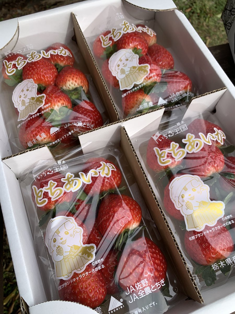 いちごです いちご 国内2月18日/25日発売予定】アディダス オリジナルス ZX 8000