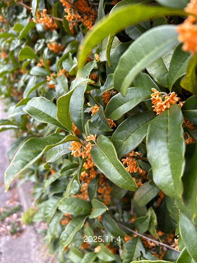 terumiweb's tweet image. 昨日の金木犀。お庭の垣根沿いにある金木犀の花が今年は2回咲きました。いい香り〜また楽しめて嬉しいです。そしてオンラインショップに出品中のポストカード。
【ふかお てるみ オンラインショップ】
terumifukao.shop-inframe.jp
【Creema】
creema.jp/c/terumi
#金木犀の花 #ポストカード