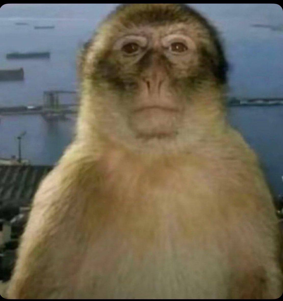 Fac de lyon + droit et islamogauchiste dans la mm phrase?? Il est bête lui la vie