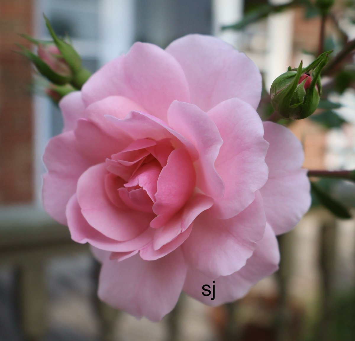 SandraBeeKind's tweet image. The only two words you should ever say to a mirror are &apos;Hello, Beautiful&apos;
Richelle E. Goodrich
Smile Anyway 

#PositiveMindset 
#BloomScrolling #GardenJoy #MyGarden 
#Roses #RoseWednesday