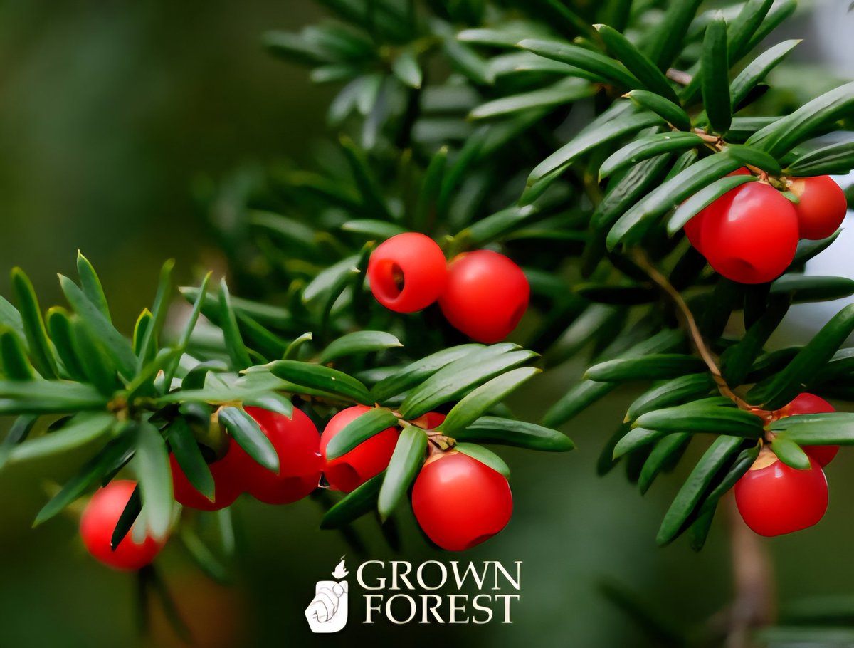 EXPLORE THE ROOTS OF IRELAND'S LIVING LANDSCAPE 

Up first in our tree blog series is The Yew, one of Ireland’s most ancient and enigmatic native trees.

Read Blog here: 
grownforest.ie/yew-taxus-bacc…