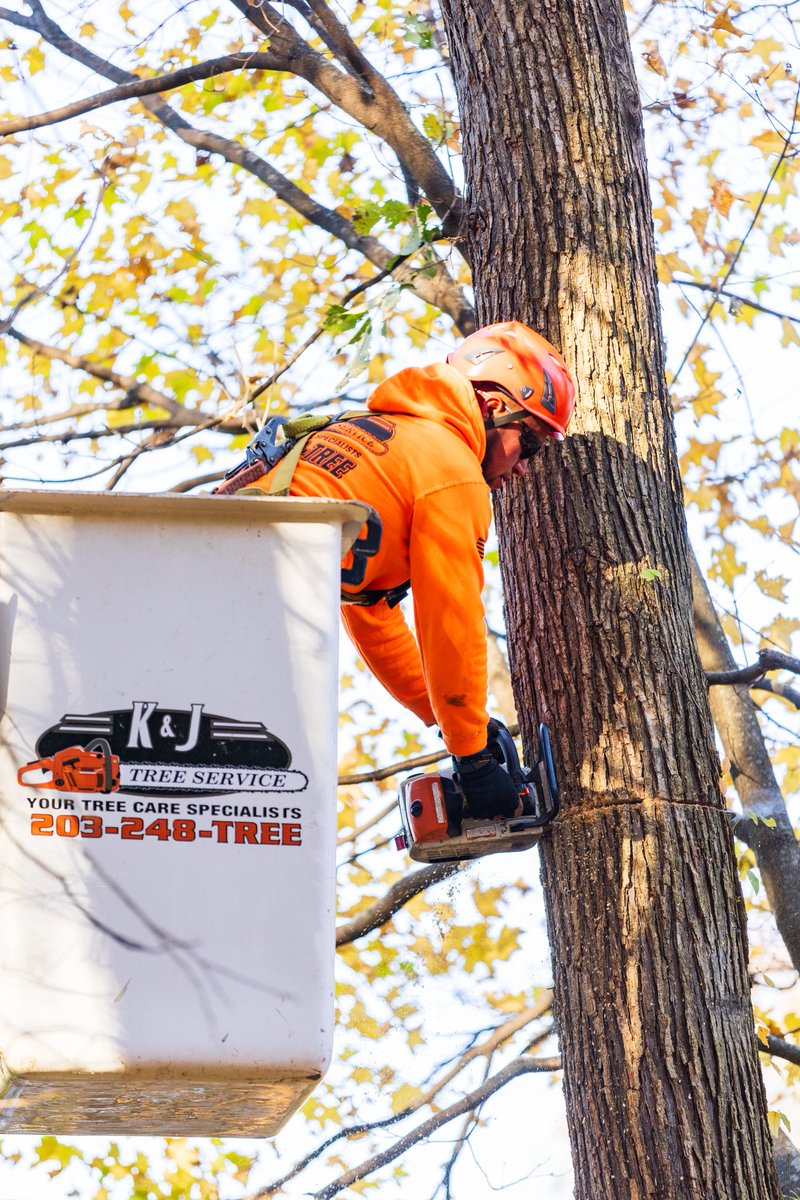 KJTreeService's tweet image. Fall foliage 🍁🍂 &amp;gt;&amp;gt;&amp;gt;&amp;gt; 
-
-
-
#FallCleanup #HelloFall #AutumnLeaves #LeafCleanup #FallSeason #SeasonalCare #YardWork #AutumnVibes #OutdoorCleanup #FallReady