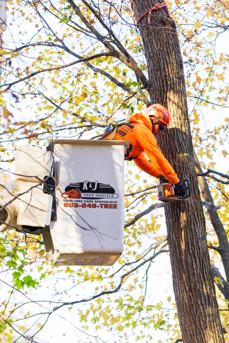 KJTreeService's tweet image. Fall foliage 🍁🍂 &amp;gt;&amp;gt;&amp;gt;&amp;gt; 
-
-
-
#FallCleanup #HelloFall #AutumnLeaves #LeafCleanup #FallSeason #SeasonalCare #YardWork #AutumnVibes #OutdoorCleanup #FallReady