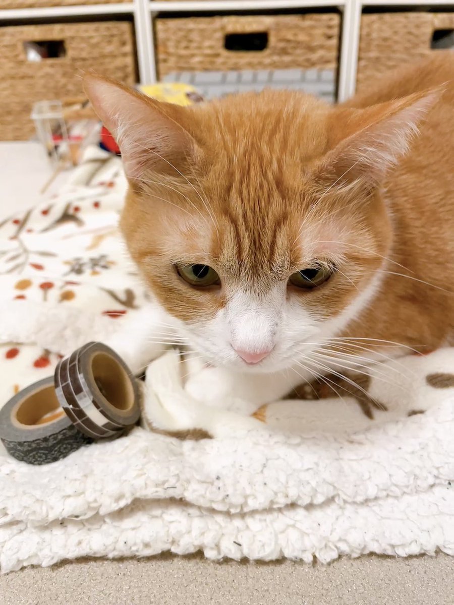 きなこページ きなこ on X