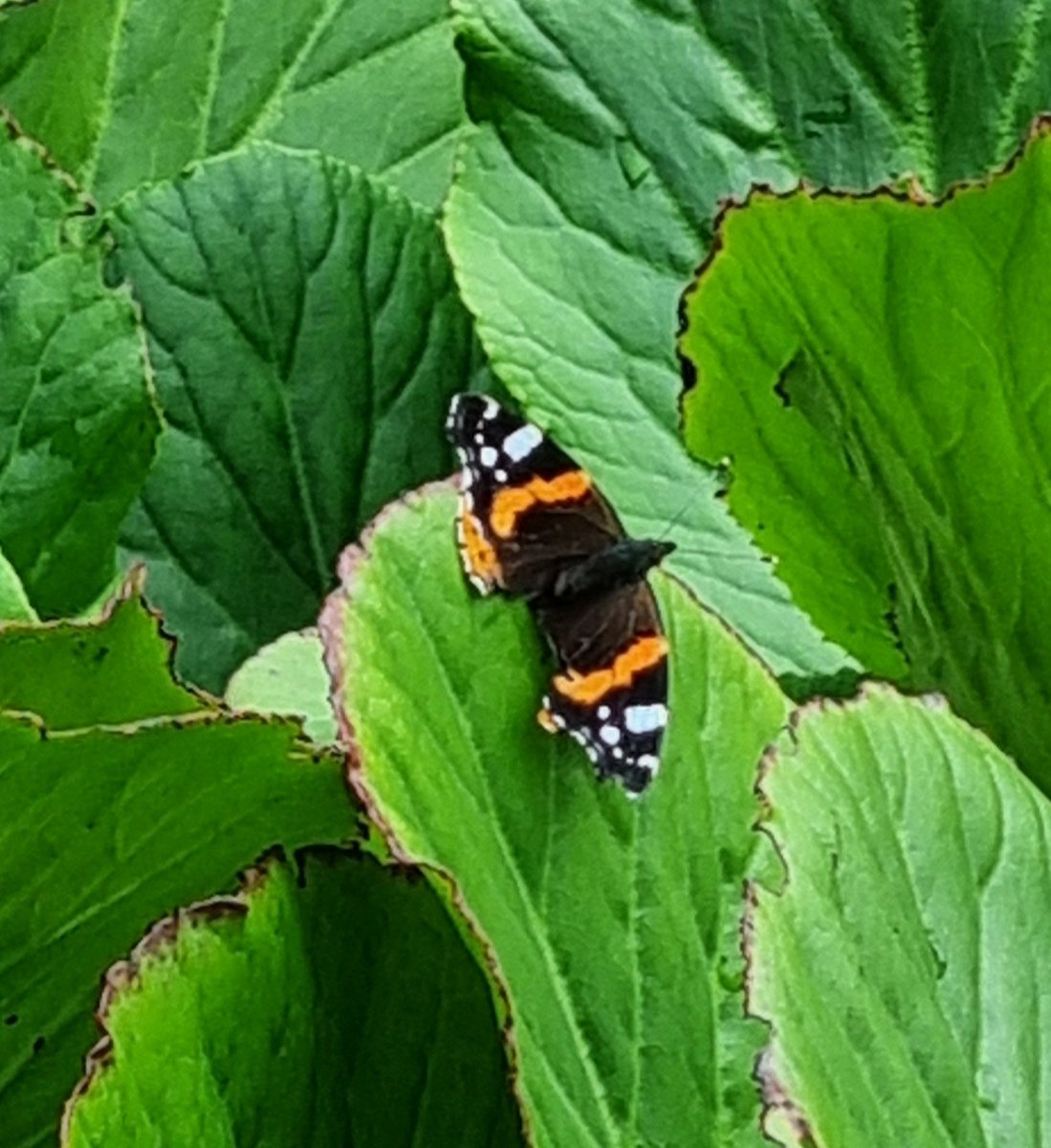 MerielGJones tweet media