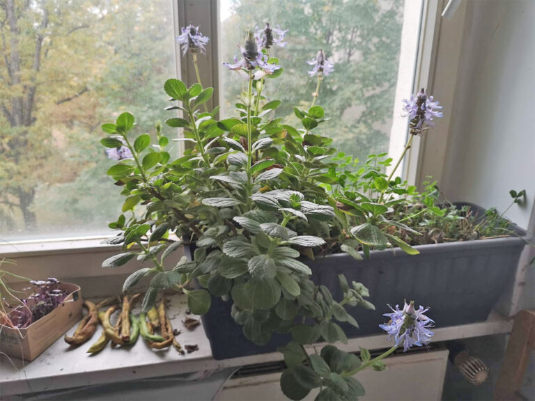 Blüht jetzt noch: die Verpiss-dich-Pflanze das-wilde-gartenblog.de/2025/10/25/blu…