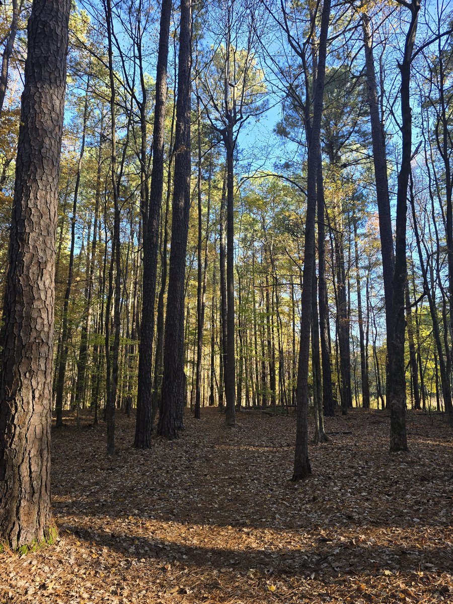 AutomateIP's tweet image. Fall is just the best season