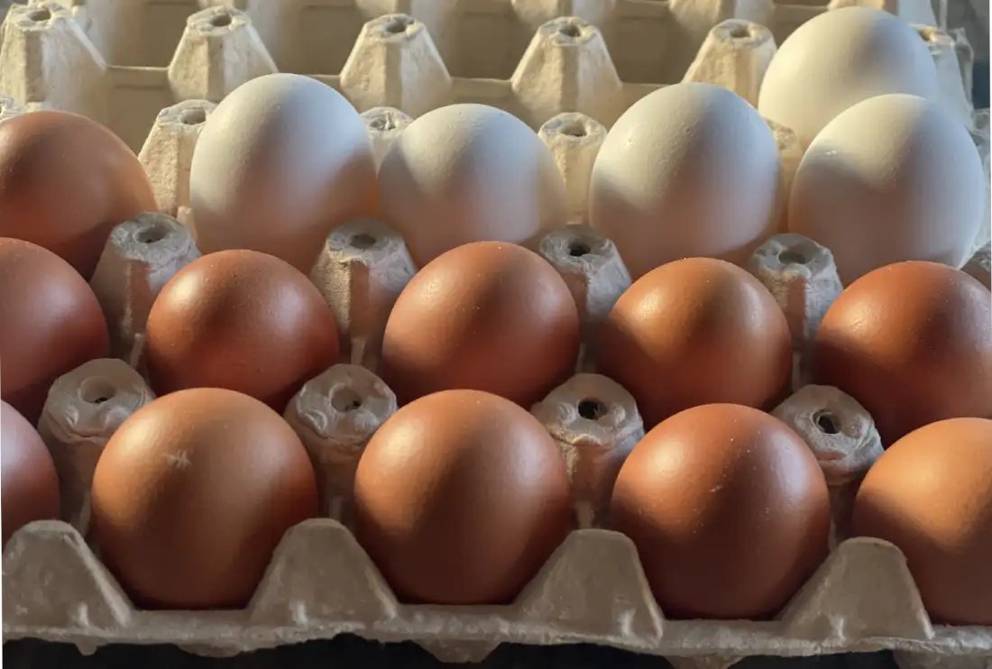 infogatecl's tweet image. Producción de #huevos de consumo aumentó 6,1% en #septiembre buff.ly/M1p7t8a