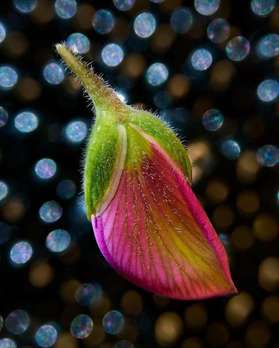 joeyterrill's tweet image. This beautiful little flower bud is only the size of a jellybean. Combining a very sharp macro lens with extension tubes allowed me to nearly fill the frame.

Nikon Z 8 | Nikkor Z MC 105mm f/2.8 VR S | @NikonUSA #NikonZ8 #NikkorZ #NikonPro #NikonAmbassador