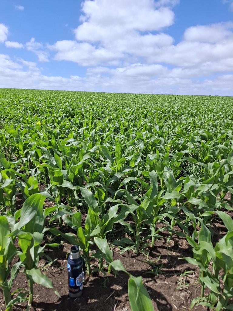 Maíz 🌽 de primera , 10 mm ayer se va poniendo lindo !!! #agro #farm #campo #maiz #corn