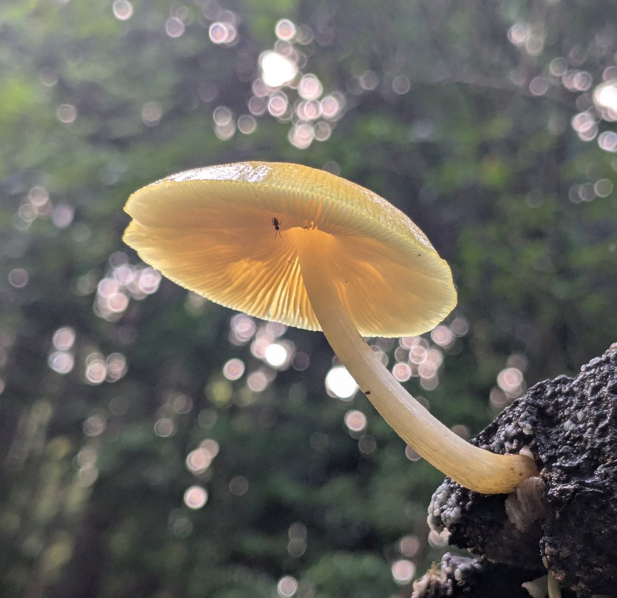 キノコっコ　ページ トミー（Tommy） (@0vkkE7zR7tIl8ee) / Posts / X