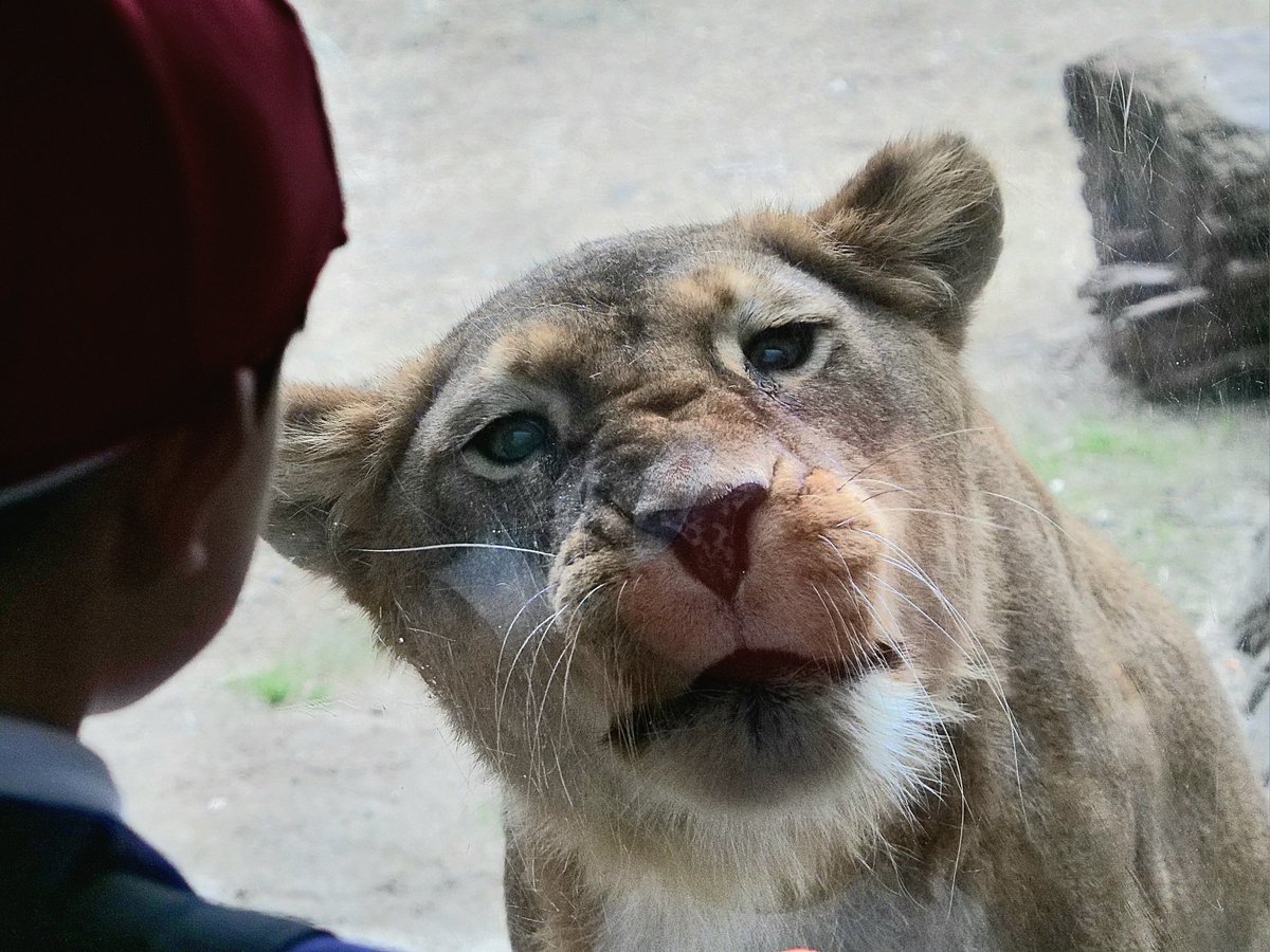 ライオンページミモザ ぶんぞー on X