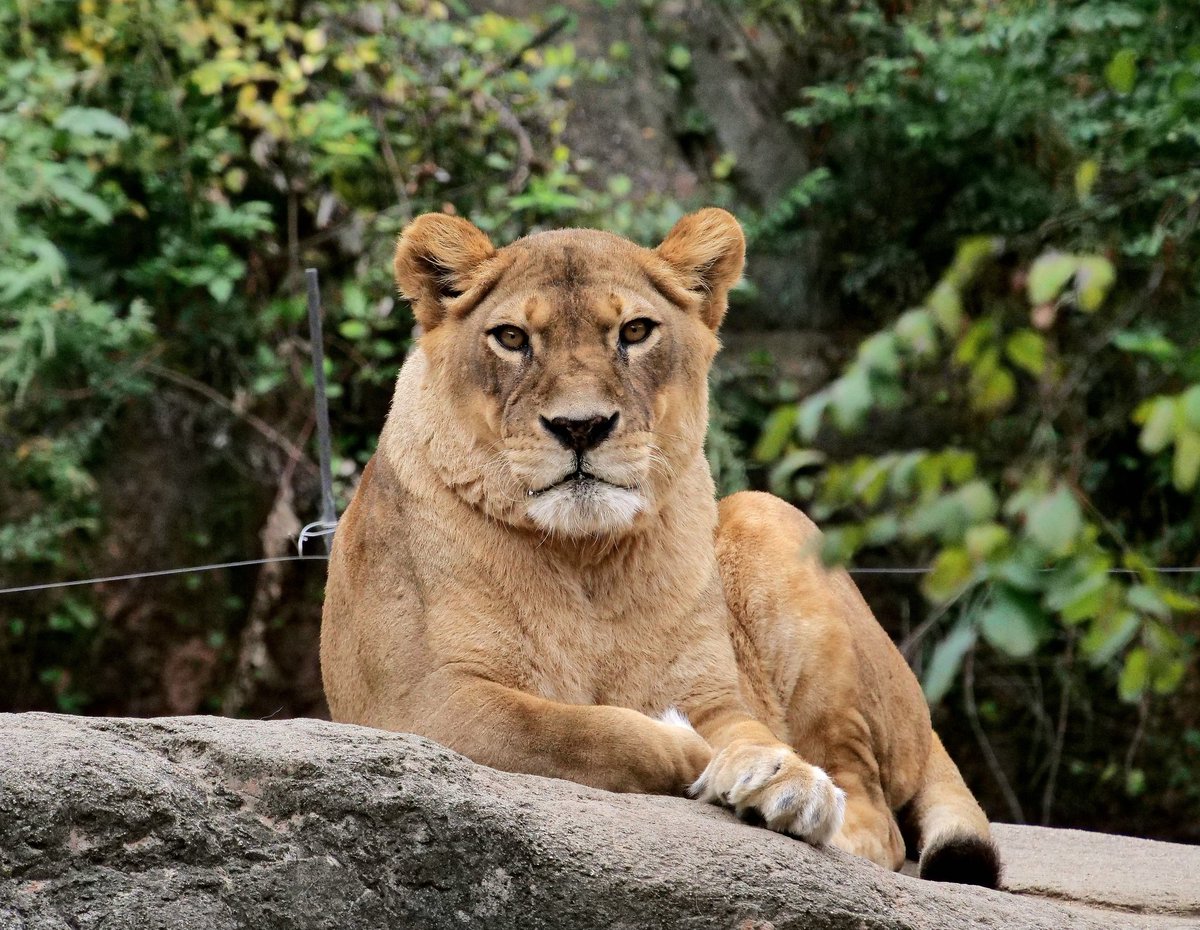 ライオンページミモザ ぶんぞー on X