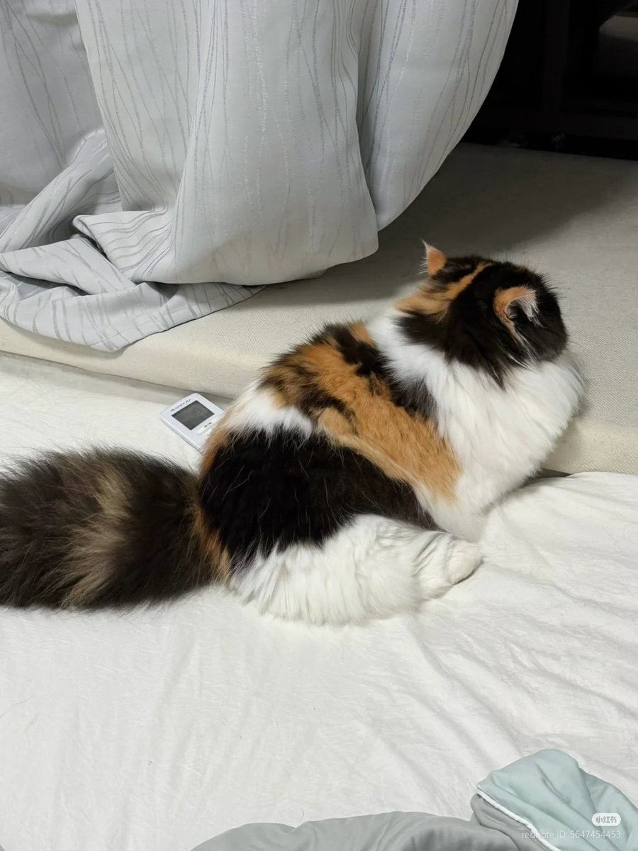 nocontextscats's tweet photo. No talk to me https://t.co/XEGBoSyhh2