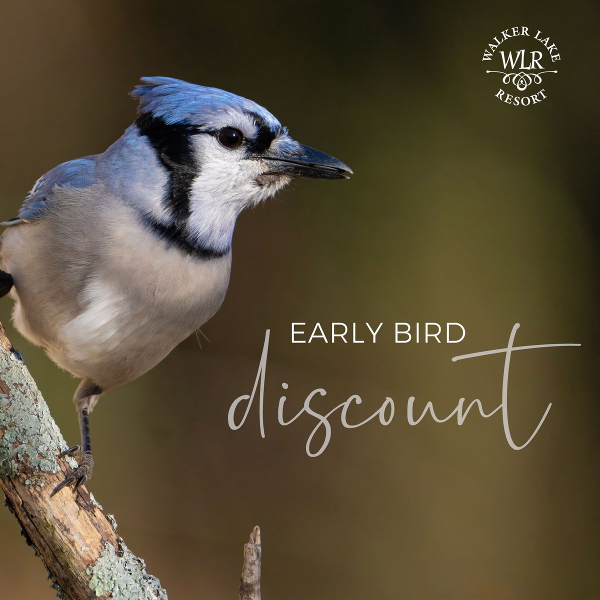 WalkerResort's tweet image. ✨ Plan Ahead &amp;amp; Save! ✨ Dreaming of lake days, campfires, and Muskoka sunsets? Now’s the time to make it happen! Book your 2026 stay at Walker Lake Resort before November 30th, 2025 and enjoy our Early Bird Discount.

walkerlakeresort.com