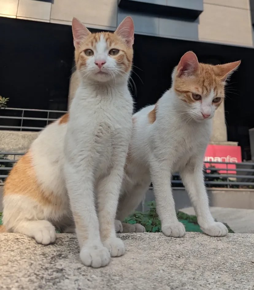 О какой российской поп-рок группе вы сразу подумали?

(Фото <a href="/run_and_beer/">Рыцарь синего креста</a> )