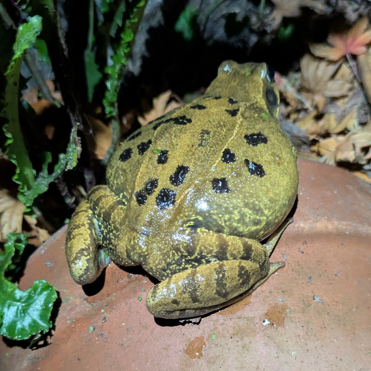 Caron Blay tweet media