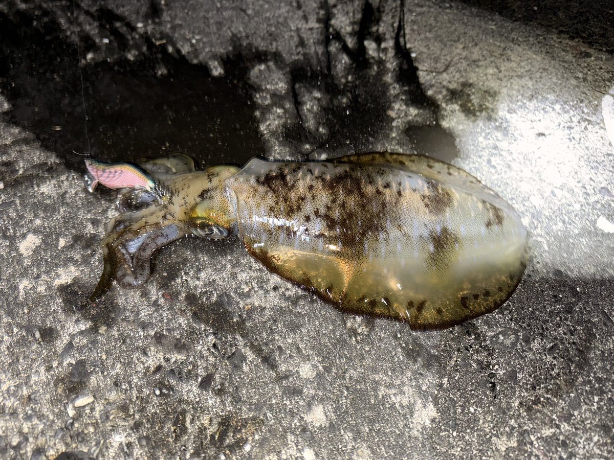 103_812's tweet photo. 渋いですなぁもっと釣れんかね〜🦑 https://t.co/JwcGz7SWs6