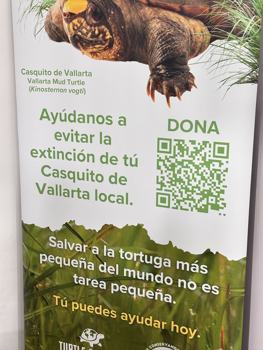 La esperanza, #Migaja, un hito de la conservación; la primera #TortugaCasquito de Vallarta, que nace bajo cuidado humano en el <a href="/ZooGuadalajara/">ZoologicoGuadalajara</a>, de dos padres rescatados del tráfico ilegal.