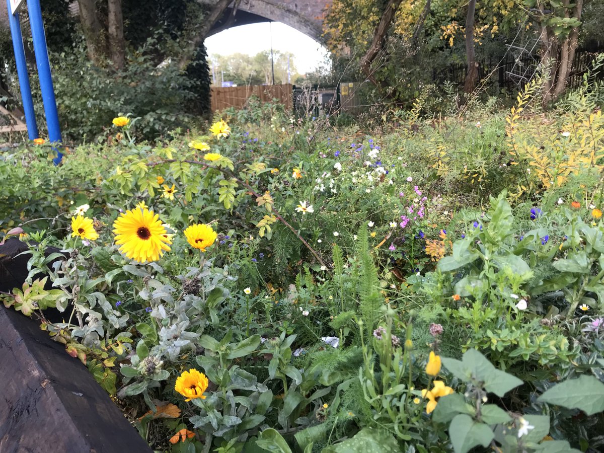 The Patchwork Meadow tweet media