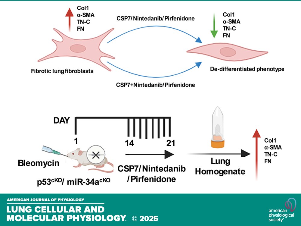 AJPLung's tweet photo. Research Article by L Fan et al. (@UTTyler @UTAustin @theNCI) #p53miR34a feedback in #lung #fibroblasts regulates antifibrotic effects of #CSP7, #nintedanib, and #pirfenidone
https://t.co/Wp2ASSz9PM https://t.co/7BRNBCKsQ0