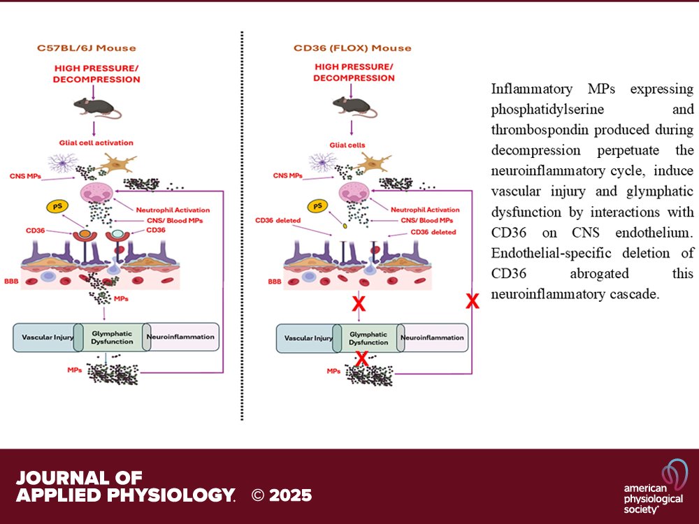 japplphysiol's tweet image. Research Article by AR Bhat et al. (@UMmedschool) Critical role for scavenger receptor #CD36 in microparticle-mediated #neuroinflammation in a murine model of #decompressionsickness
ow.ly/LS1550XhRjQ