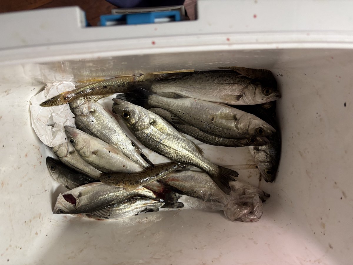 今夜は大潮だったのでセイゴ釣りに行ってきました😆デカいの釣れた🤣🤣🤣